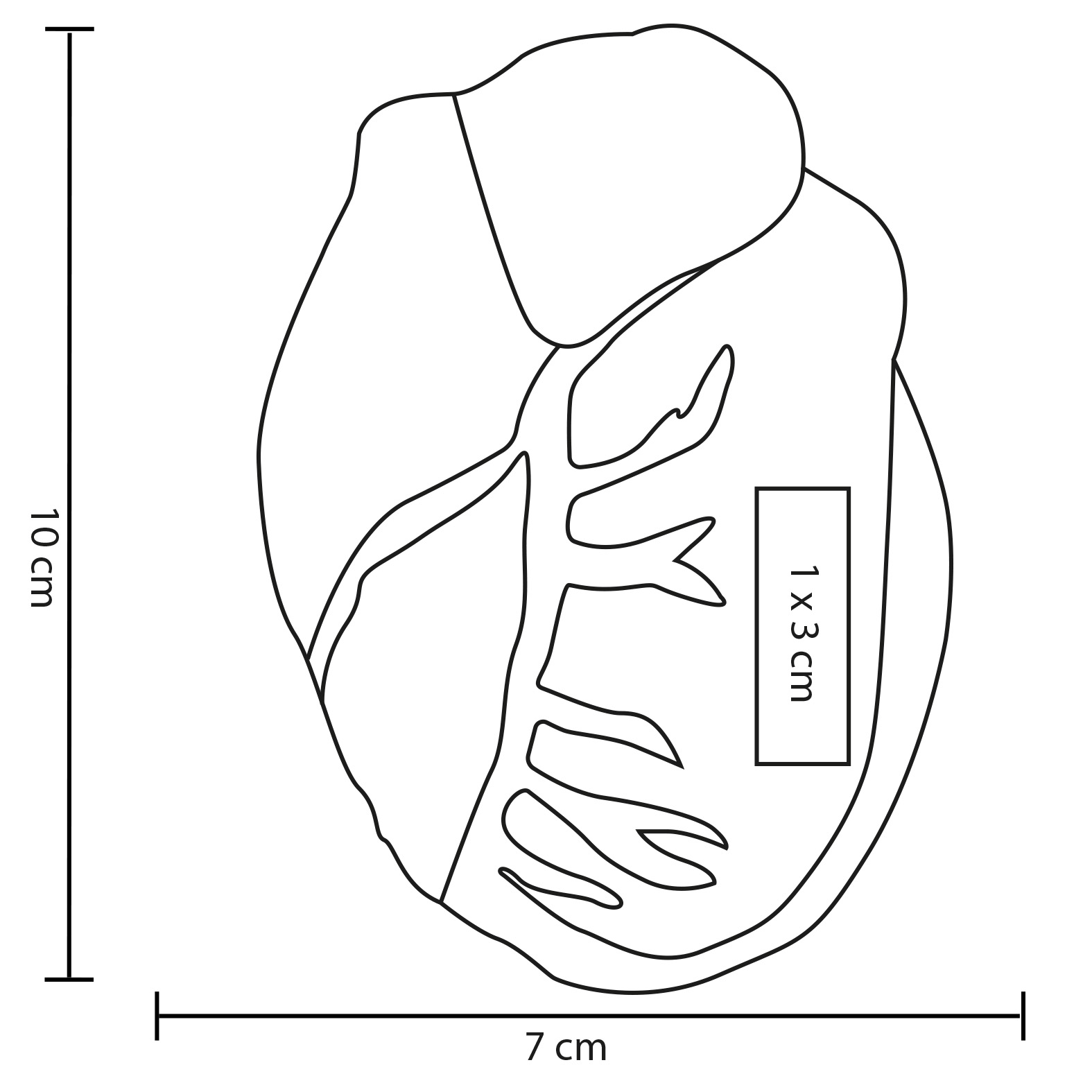 Squishy Heart - Imagen 3