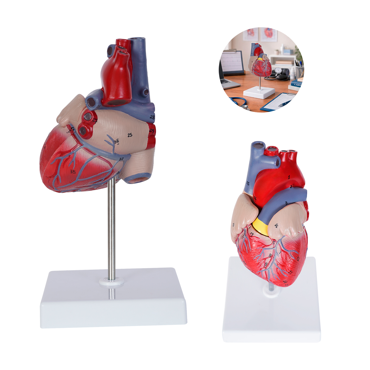 Modelo Cardio - Imagen 4